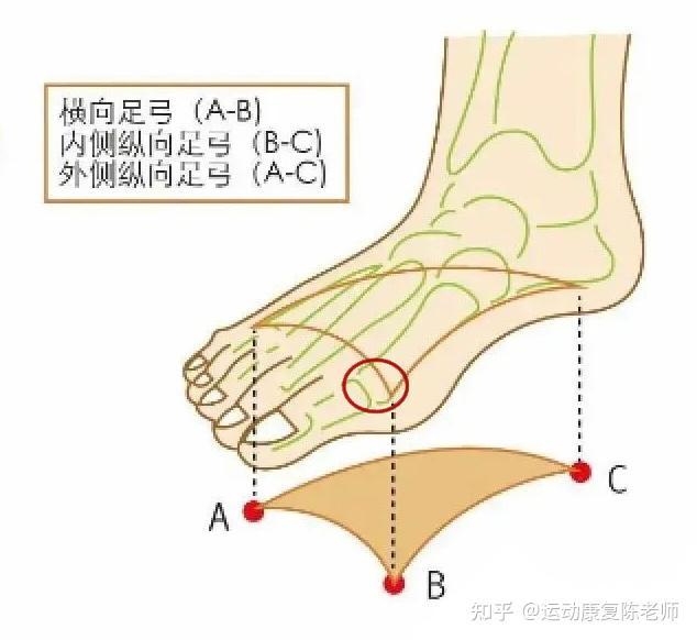 二,足弓有什么作用?