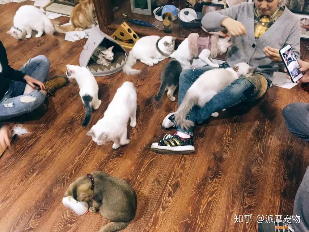 在开猫咖狗咖之前,派派我有5条建议... - 知乎