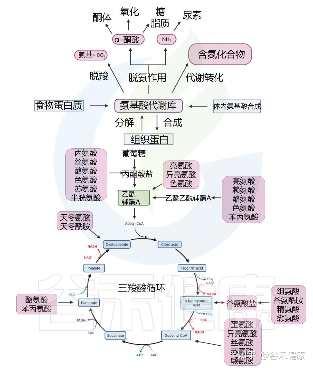 氨基酸合成图片