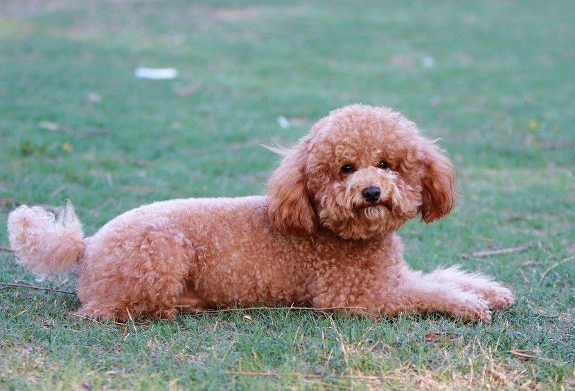 便宜实惠的狗粮推荐泰迪 v2-8a2da9b79ea85f31d32ad19419f1f0d5_1200x500.jpg