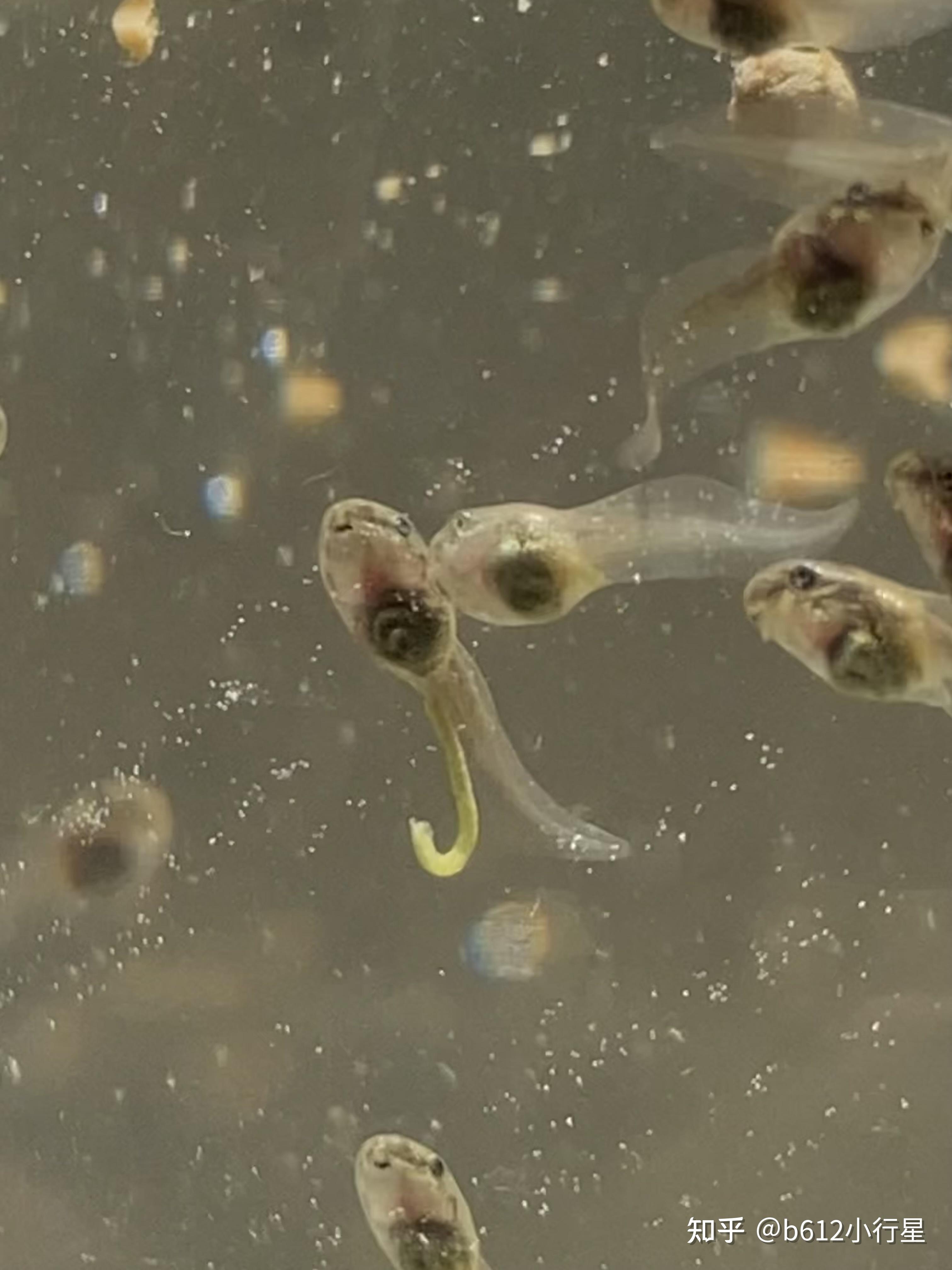 记录青蛙卵孵化和小蝌蚪生长过程 - 知乎