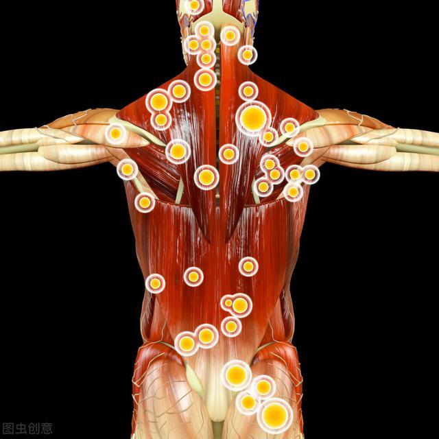 人体筋膜筋膜是机体中最普遍的一类组织