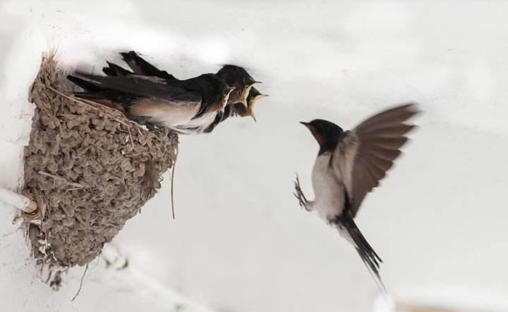 你听过最诡异的儿歌是什么?