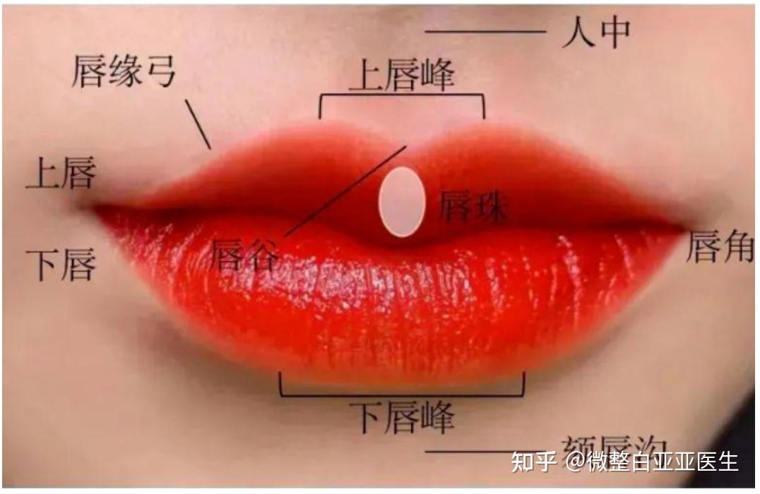 唇形与玻尿酸丰唇 - 知乎