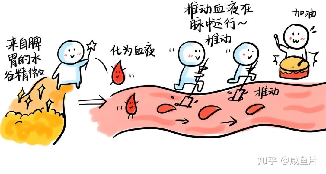 脾主肌肉是什么意思:脾好的人,肌肉有力身体健康 - 知乎