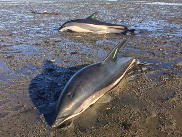 整个海滩的游客合谋害死了一条搁浅的小海豚,这样的惨剧却不是第一次