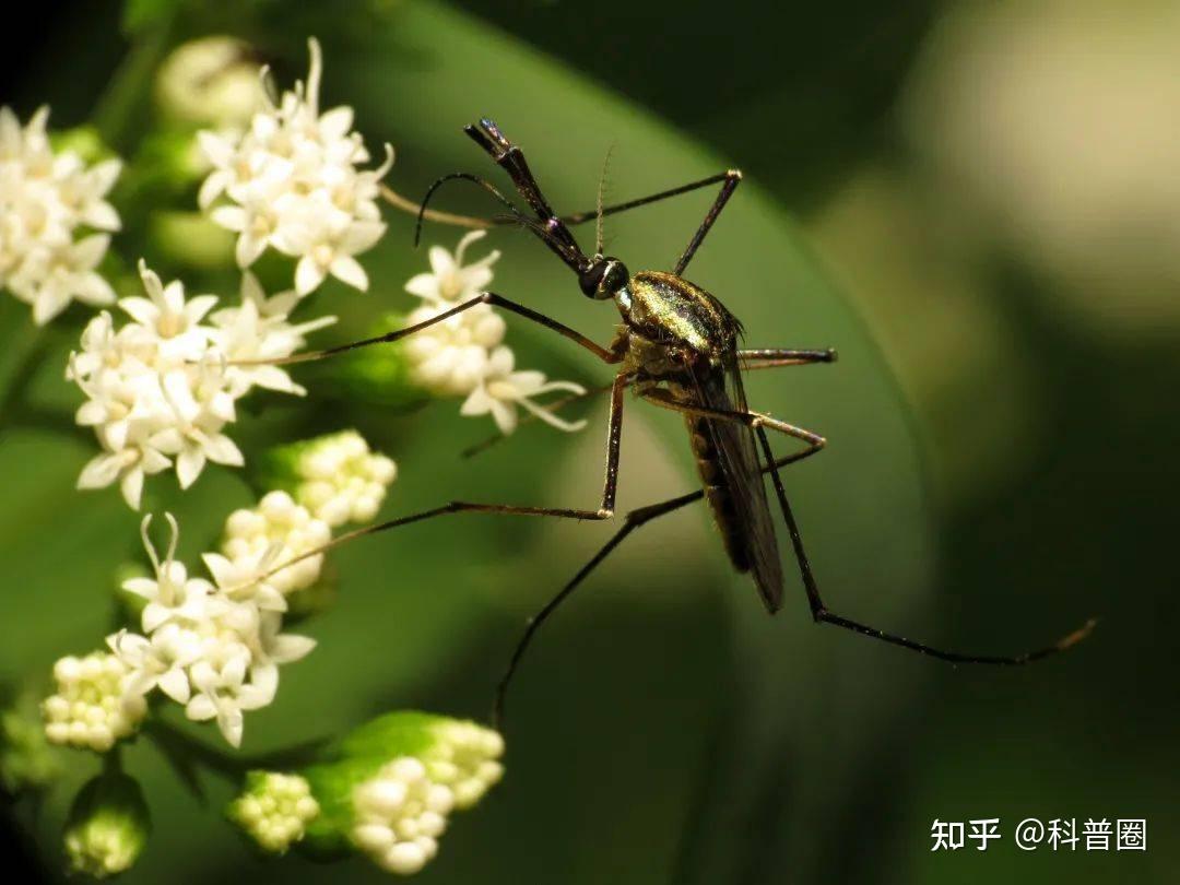 云南短柄大蚊-中国昆虫生态-图片