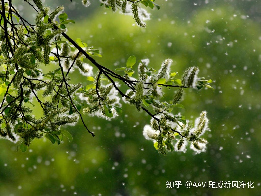 杨柳絮过敏的症状有哪些?