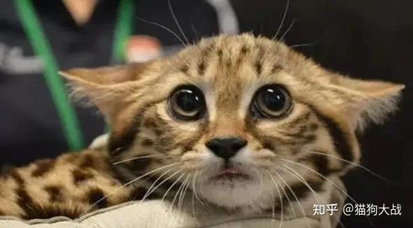 猫咪出现飞机耳是什么意思