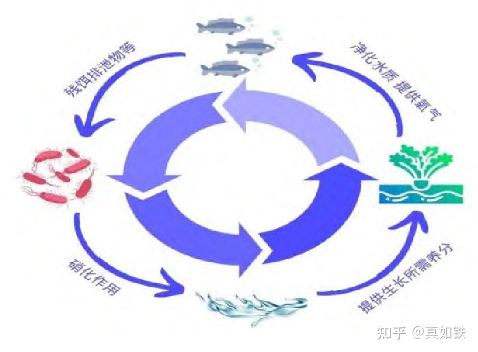 鱼菜共生系统主要模式及效益分析 - 知乎
