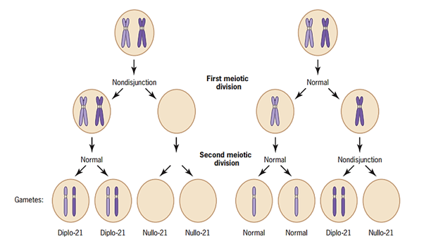 染色体变异类型图片