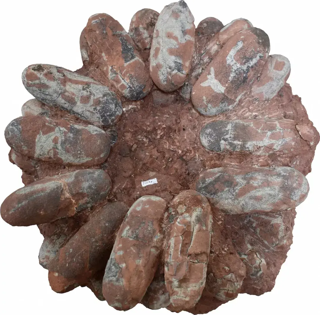 这些恐龙巢穴直径从40厘米到3.