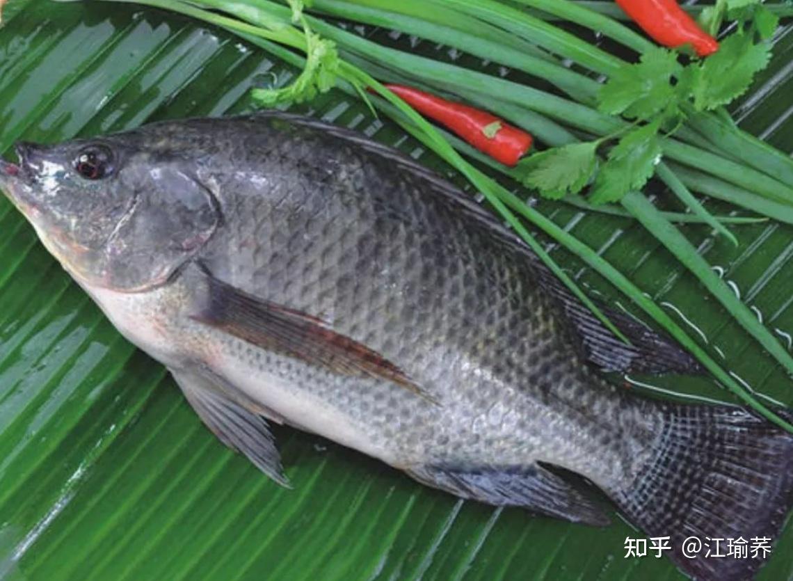 罗非鱼出口订单下滑，国际疫情蔓延或迫使行业转型_中国水产流通与加工协会