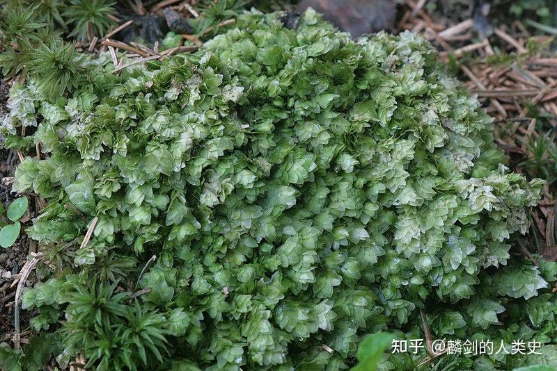 地球生物全系列植物篇蘚綱真蘚亞綱上