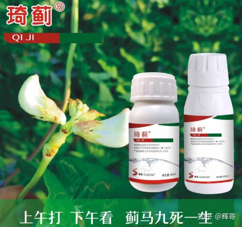 辣椒薊馬危害症狀圖片辣椒高抗性薊馬用什麼防治