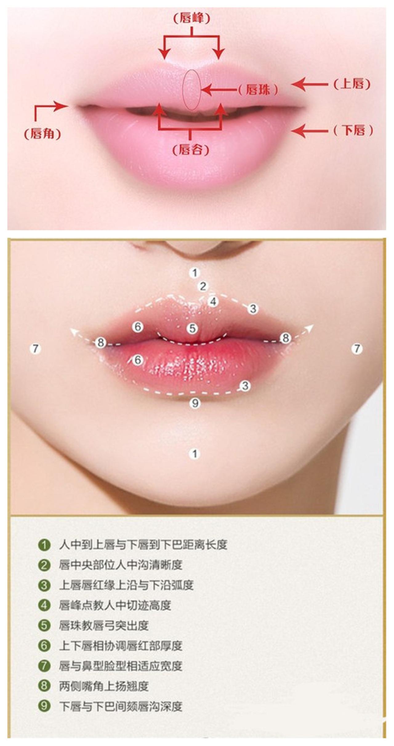 二,口唇曲线美,即具有完善优美的朱缘弓.