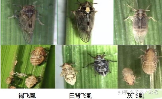 稻飞虱 - 知乎