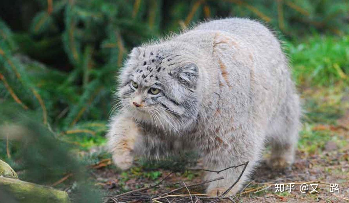 幽鴳:状如禺而文身,善笑,见人则卧,其鸣自呼.