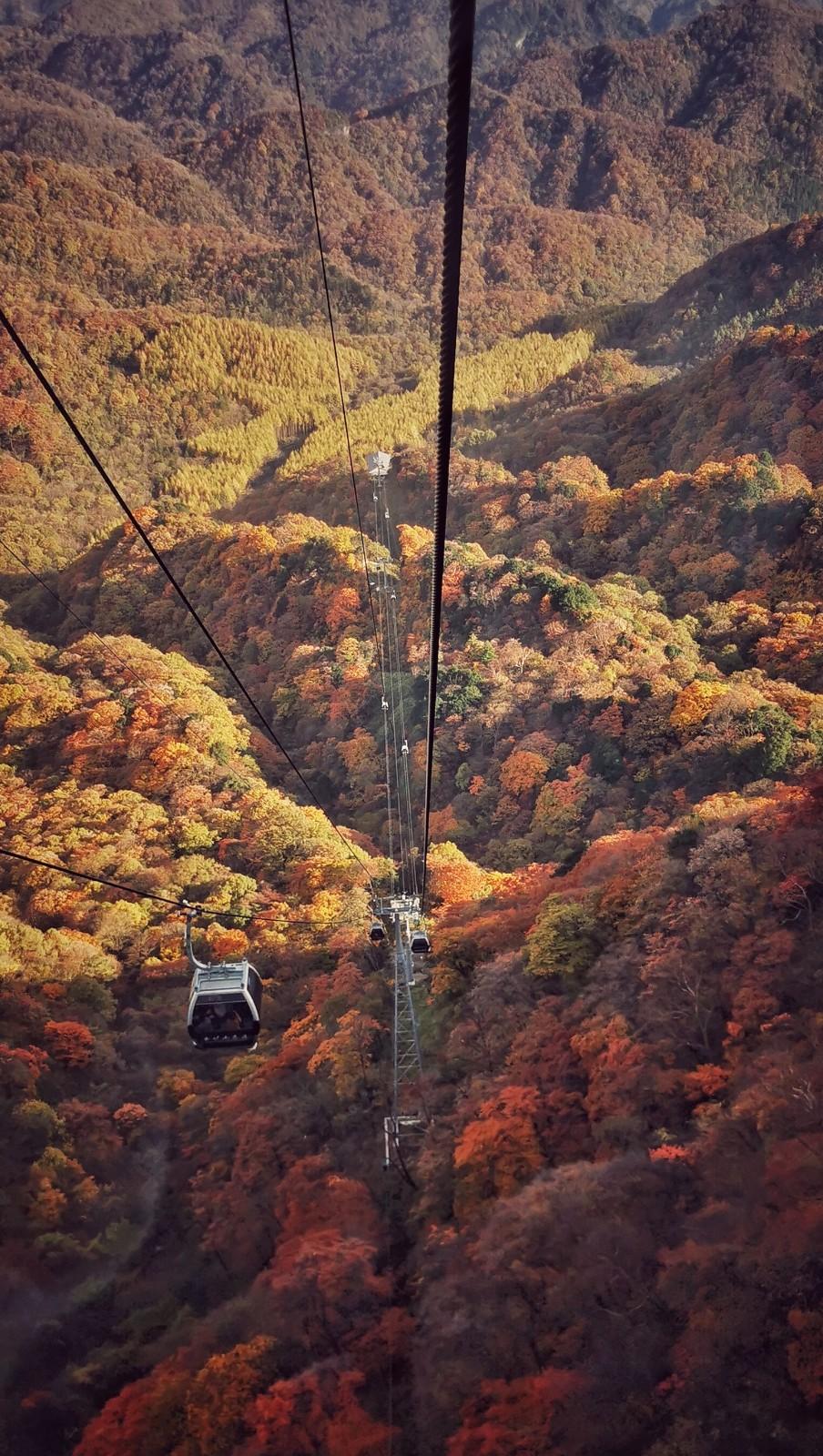 光雾山赏秋最全指南!带你领略“中国红叶第一山”的红叶盛宴
