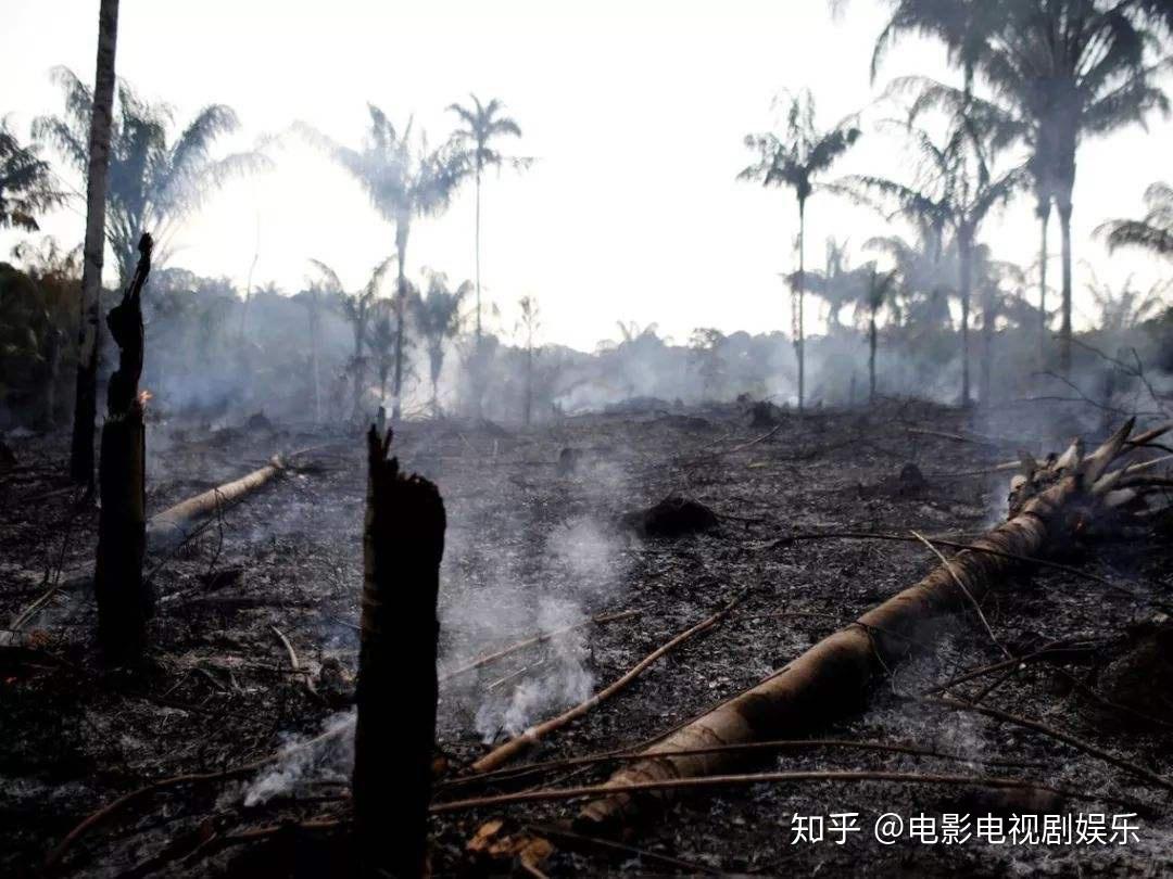 巴西亚马逊雨林8月火灾逾3万起 12年来同期最糟 - 国际 - 即时国际