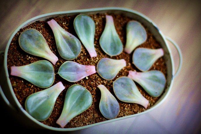 多肉植物的叶插繁殖! 生命力也算是挺顽强的!