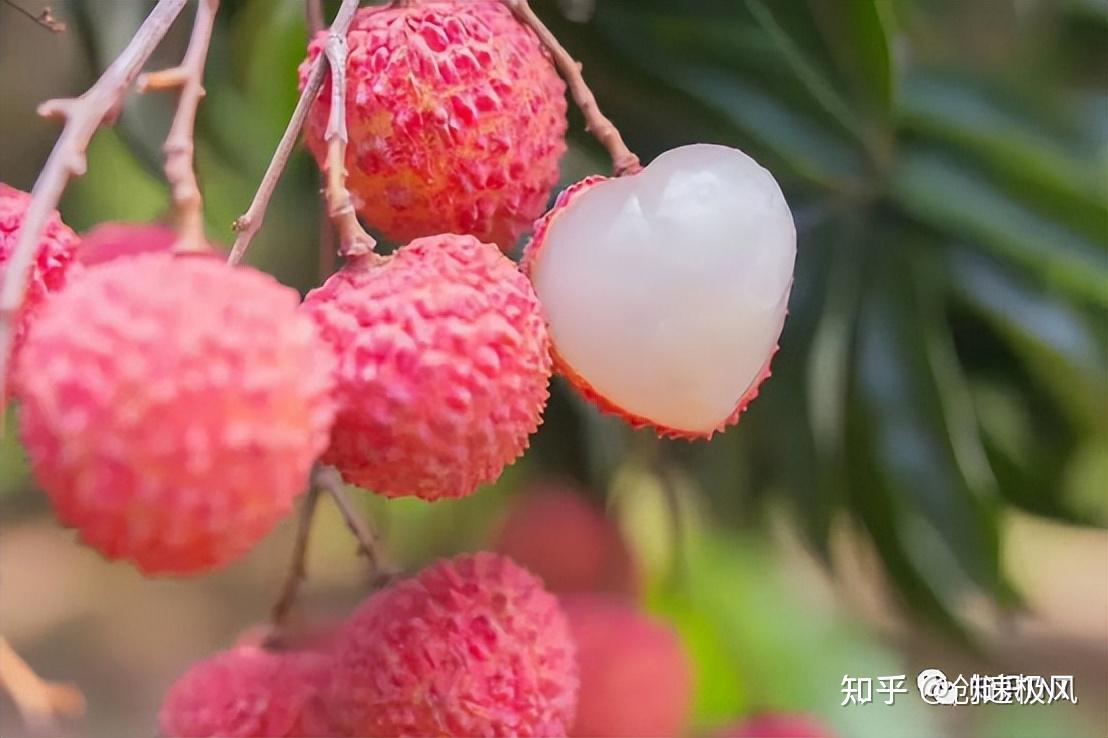 杨贵妃吃的荔枝，到底产自哪里？广东、四川还是福建？ - 知乎