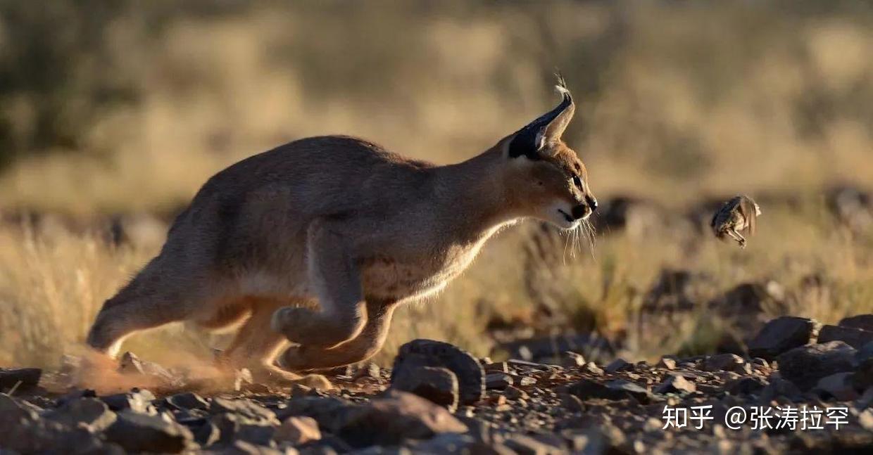 狞猫和猞猁,傻傻分不清
