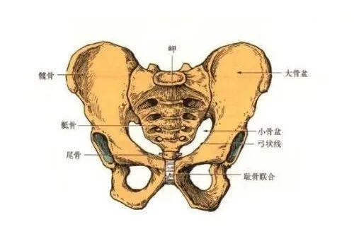韧带,以及软骨构成,骨盆以骶骨岬,弓状线和耻骨联合上缘为界:界线以上