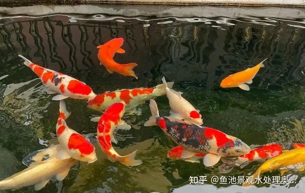 水质对锦鲤体色有哪些影响 知乎