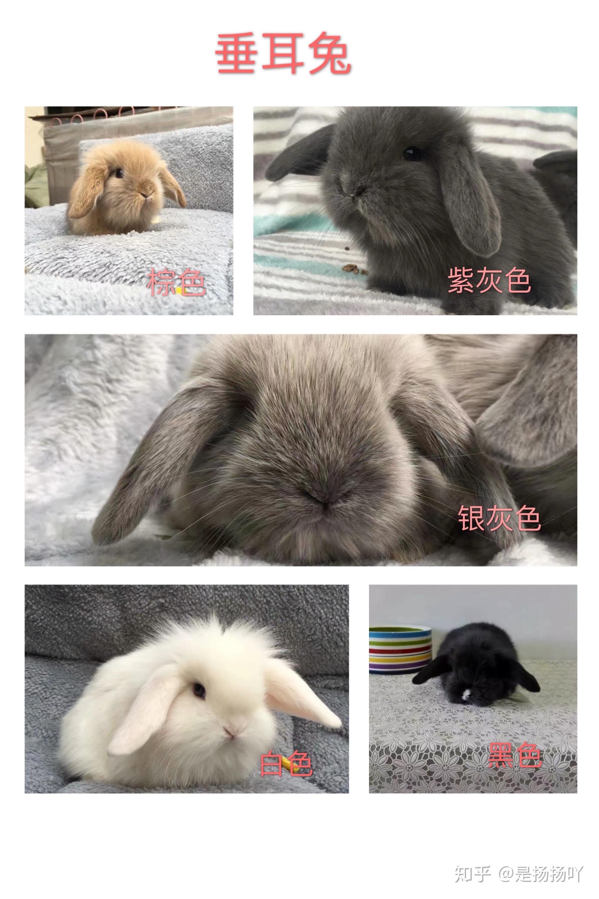 垂耳兔纯色类:棕色,奶茶色,紫灰色,银灰色,白色,黑色.