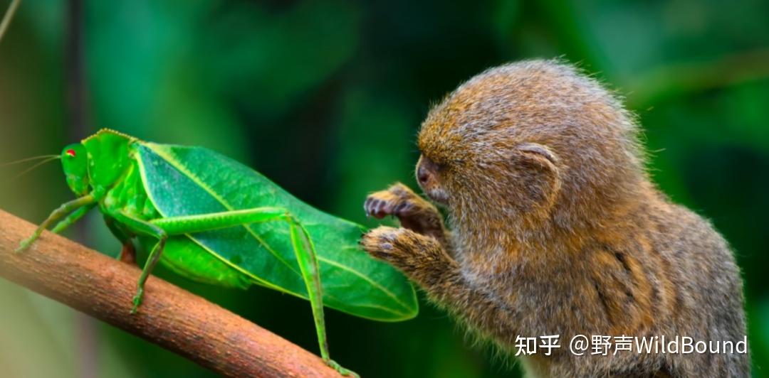 侏儒狨猴 | 手指大小的猴子如何有了“小小王国”? - 知乎