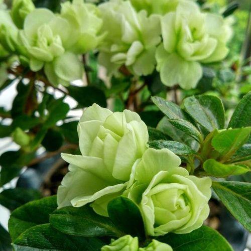 万花丛中一点绿绿色光辉杜鹃