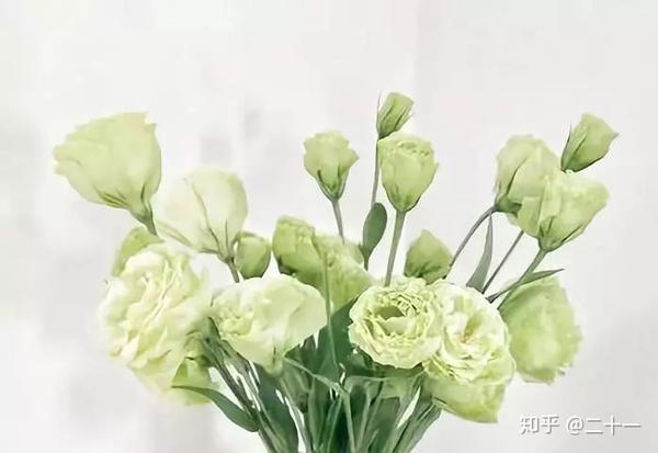 洋桔梗花开的时候 幸福感爆棚了 知乎