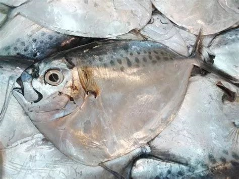 您可能吃到了假鱼闲聊鲳鱼作者暮晖熠熠乐乐