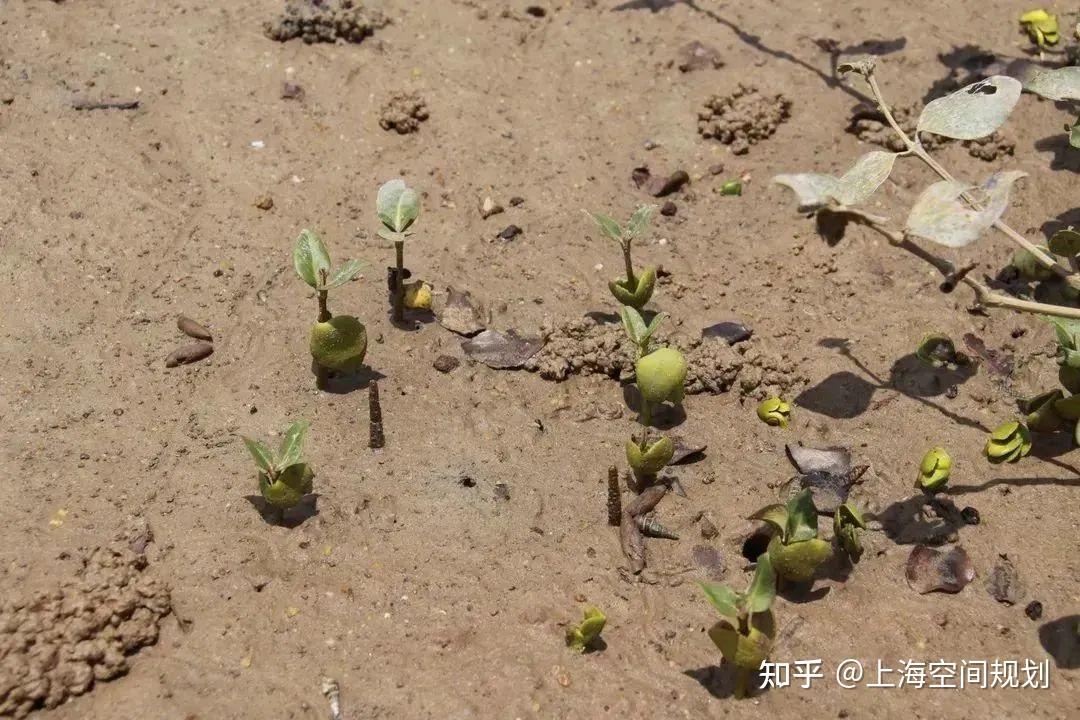 “海洋绿肺”红树林，让我们一起保护它！ - 知乎