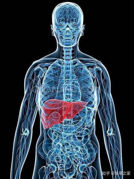 心肝肺的位置图片