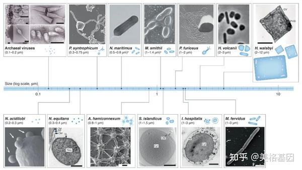 美格基因·佳作推荐 | Nature综述:古菌的细胞生物学 - 知乎