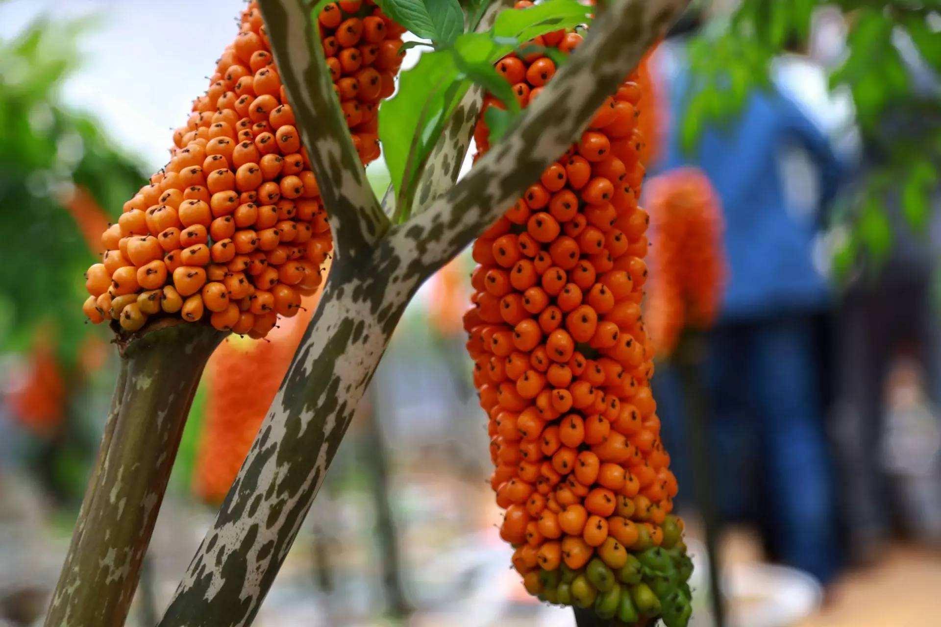 魔芋的保健功能 - 知乎