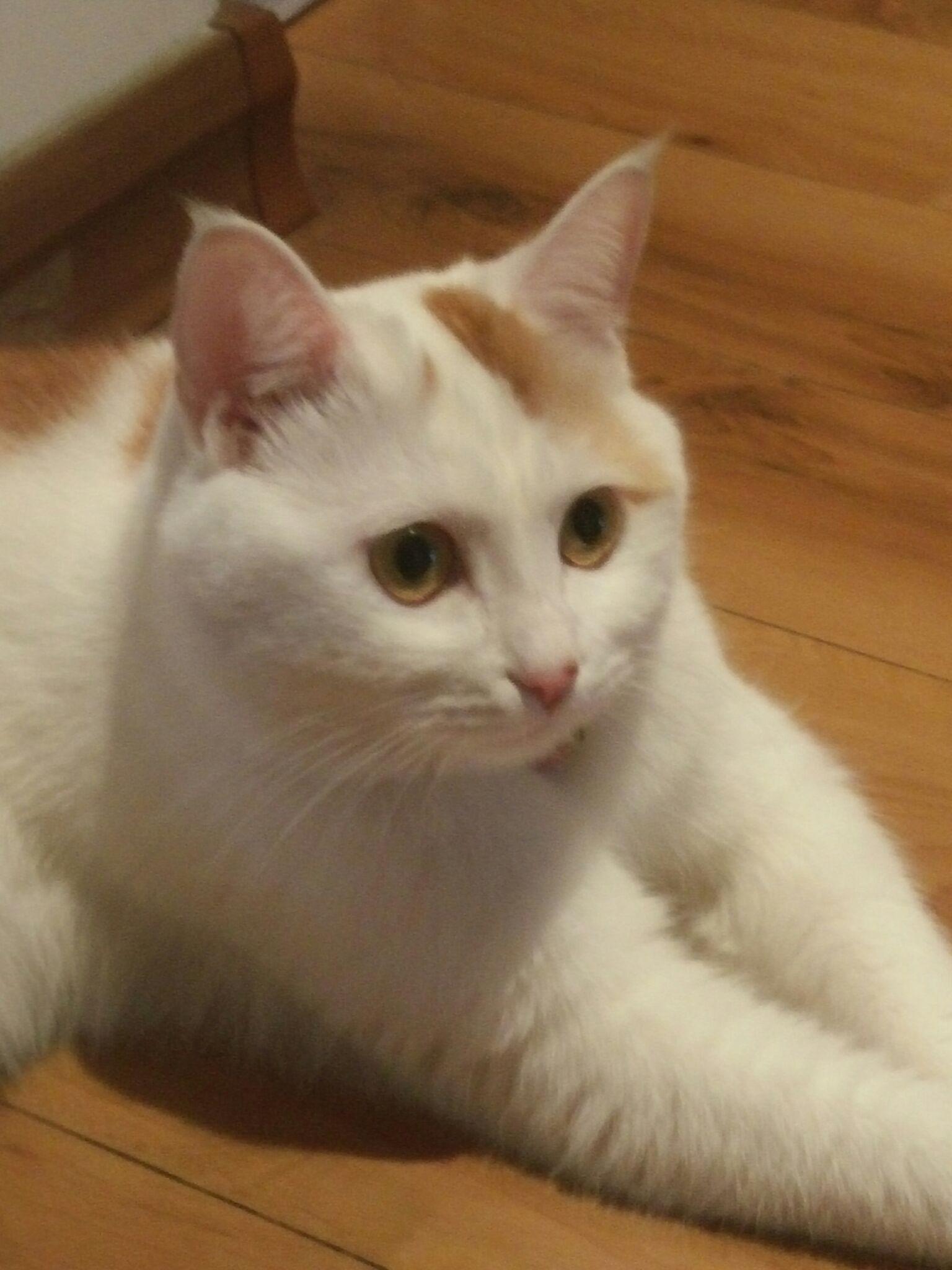 怎么治脾气不好的猫 v2-8ac720b71c4e5e561482bf2a5ca5cce6_r.jpg