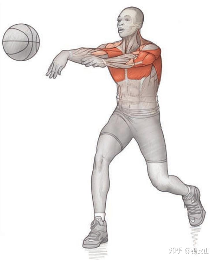 篮球运动力量训练:上半身拉式训练