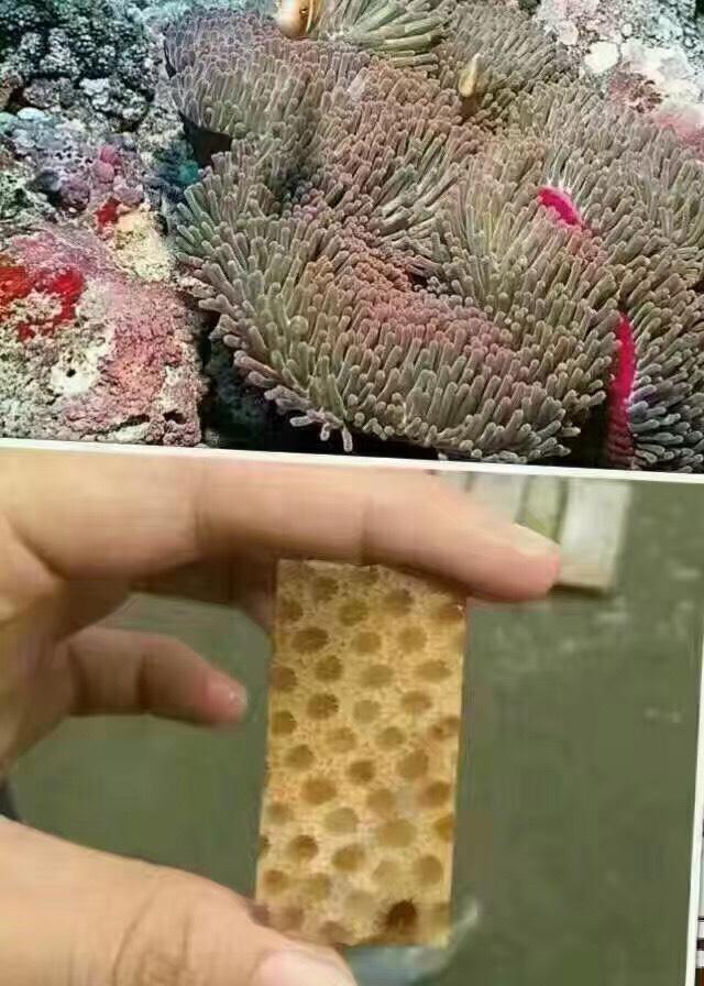 灌胶珊瑚玉图片对比图片
