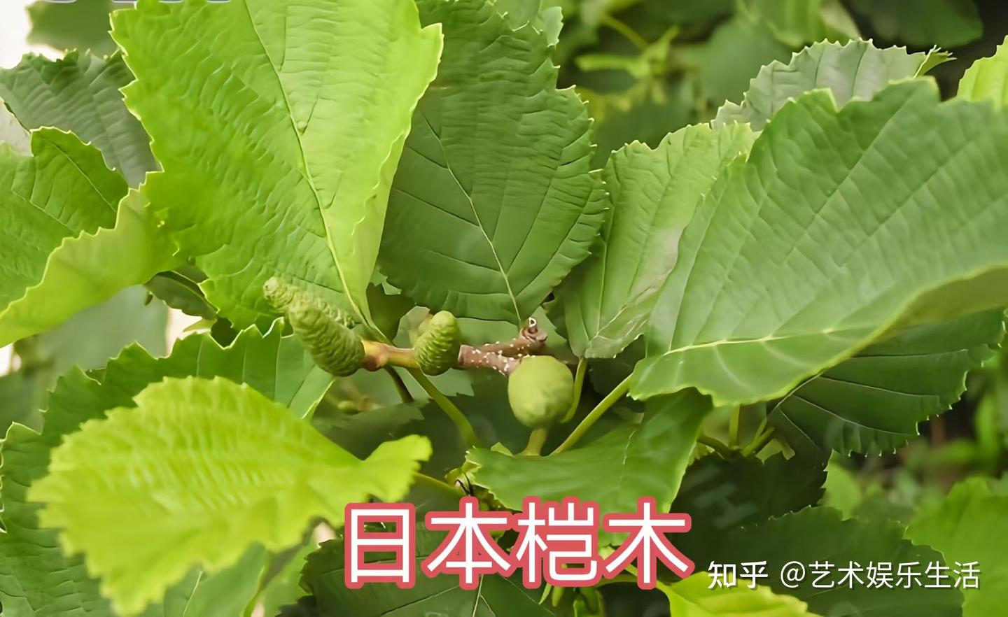 桦木科植物有哪些 - 知乎