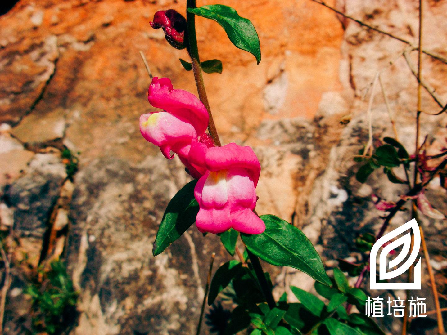 植培施 金鱼草antirrhium Majus 一 二年生草本花卉栽培手册 知乎