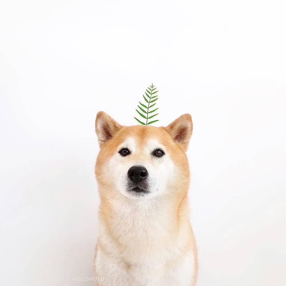 有哪些可爱的狗狗头像