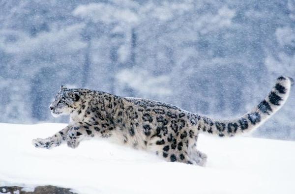 藏獒是最厉害的家犬这是真的还是仅仅是个传说