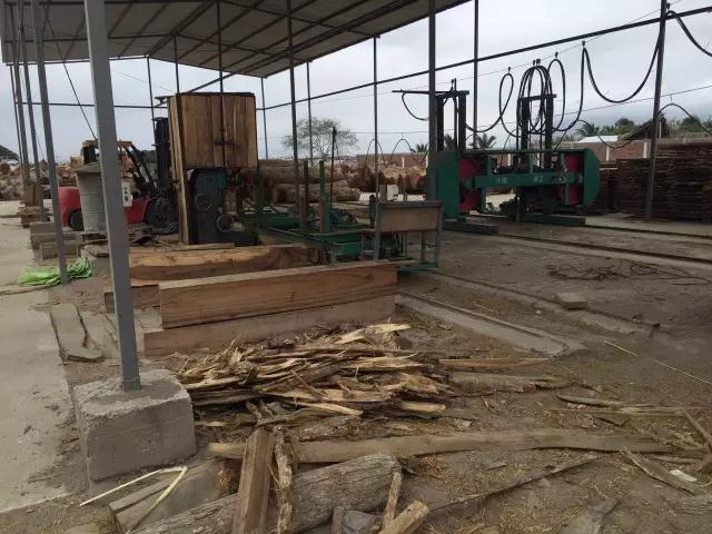 【林场周边的锯板厂】雨树的木材密度很高,结构紧密不易变形,它的木质