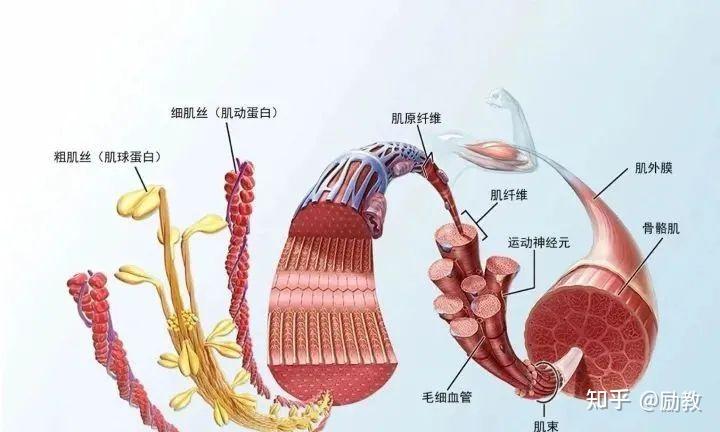 肌球蛋白链肌动蛋白链肌小节实际上就是一串氨基酸合成的蛋白链,按照