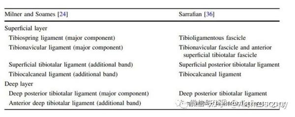 手术基础|踝关节韧带解剖 Anatomy of the ankle ligaments - 知乎