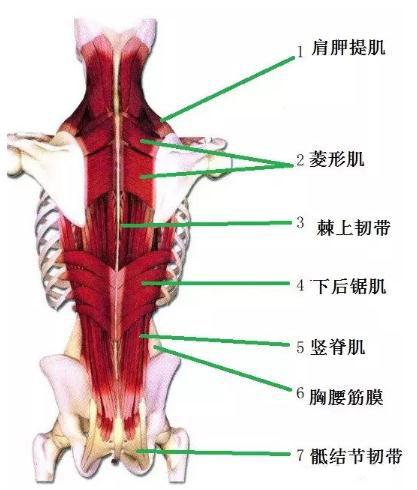 下后锯肌起止点图片