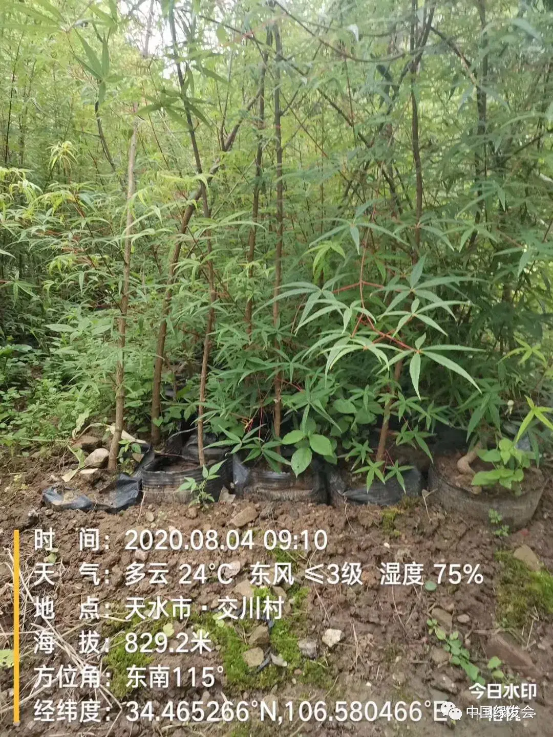 五小叶槭10岁,8岁,6岁